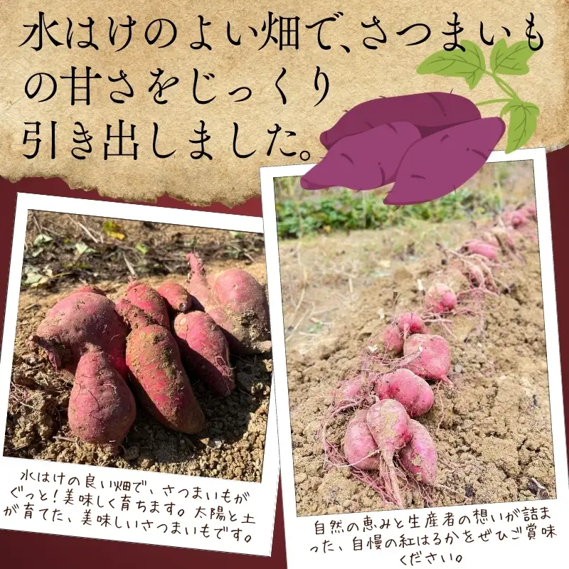 【2026年11月発送分先行予約！】紅はるか さつまいも 10kg