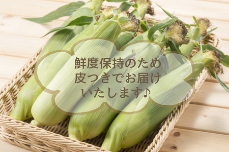 朝採れを直送！スイートコーン【ゴールドラッシュネオ】7kg（15本以上）_とうもろこし 7kg 15本以上 朝採れ スイートコーン 農家直送 ゴールドラッシュネオ 甘い 1年のうちの1ヶ月しか味わえない まるでフルーツ Sueyasu farm 新鮮 粒皮がやわらかい 焼きとうもろこし コーン 末安農園 福岡県 久留米市 お取り寄せ 野菜 送料無料 〔Gv013〕