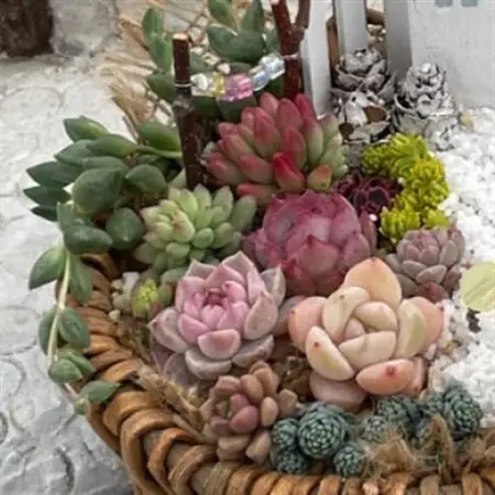 多肉BASE厳選!多肉植物の箱庭風【寄せ植え】1鉢【配送不可地域：離島】【1715898】