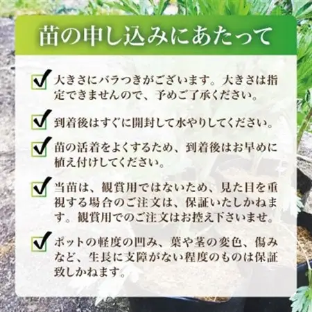 天然採取【西根の森】ヨモギ苗 12本セット(ポット苗)国産山菜苗【1697542】
