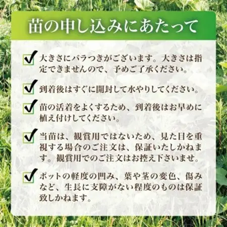 天然採取【西根の森】フキの苗 12本セット(ポット苗)国産山菜苗【1697543】