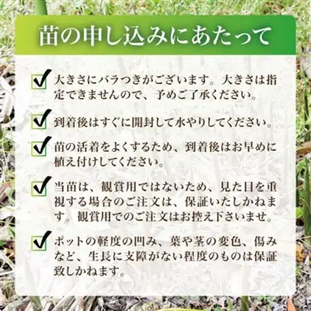 天然採取【西根の森】ミョウガ苗 12本セット(ポット苗)国産山菜苗【1697544】