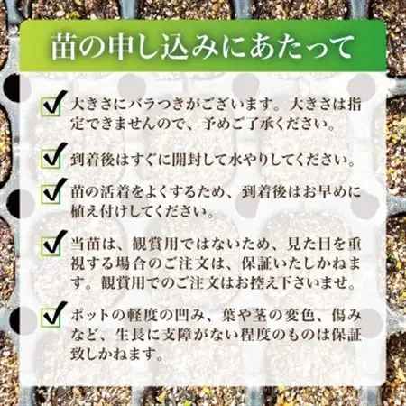【西根の森】ウドの苗 12本(ポット苗)国産山菜苗【1697549】