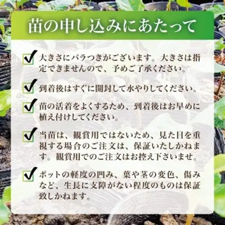 【西根の森】ビワの苗 2本(ポット苗)国産【1697551】
