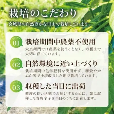 【宮城県産】生青唐辛子 龍の尾 1kgセット(500g×2袋)激辛韓国品種 西根の森|太良衛門【1702349】