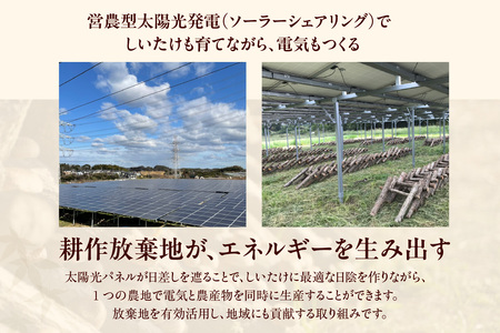 【先行予約：26年10月～発送】東浦町産 原木栽培生しいたけ（約1kg）