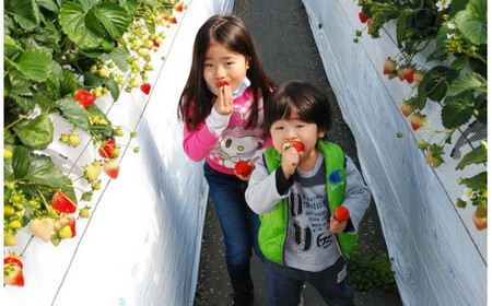 絢音ベリー農園 ＂絢＂ いちご 500g （250g×2P）先行予約【2026年12月上旬発送開始】 ゆうべに 高級 フルーツ ギフト 厳選 希少