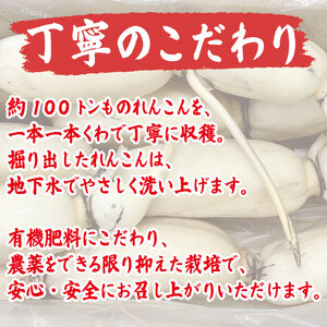 鳴門れんこん 4kg れんこん