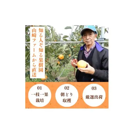 早秋柿・太雅柿・太秋柿　早生柿3種食べ比べセット（茨城県共通返礼品・かすみがうら市産) / 柿 カキ かき 早秋柿 太雅柿 太秋柿 食べ比べ 果物 フルーツ 3.5kg 果物 フルーツ 産地直送 ギフト 贈答 利根町