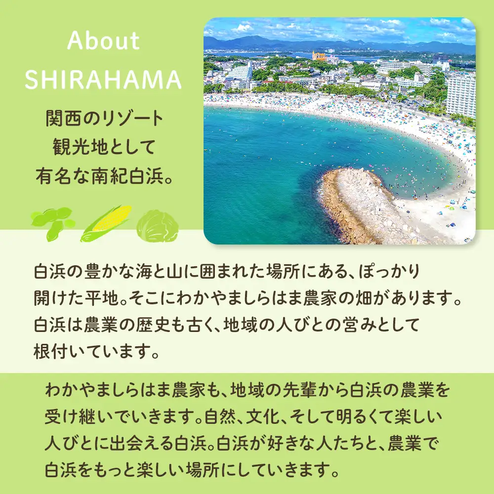 しらはまレタポタ 6袋 セット わかやましらはま農家 特製 ポタージュスープ
