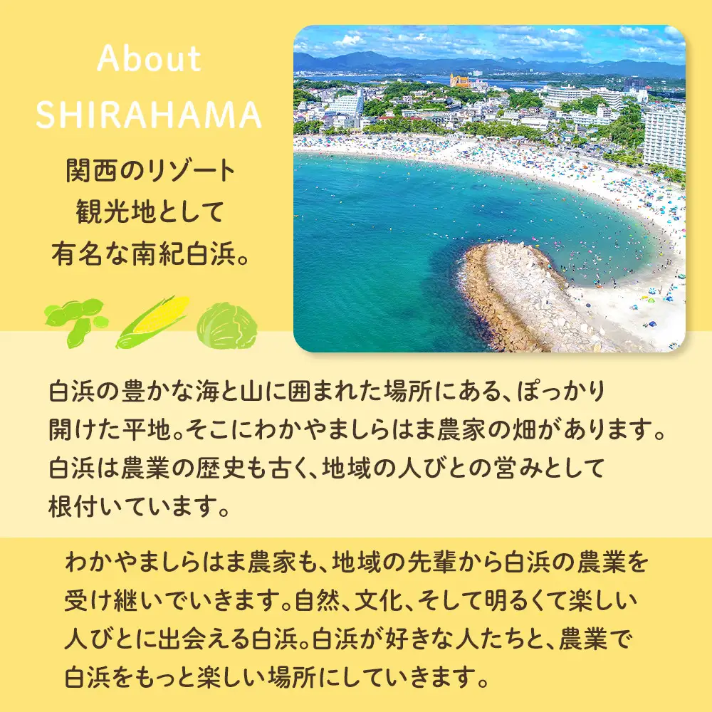 ［先行予約］しらはま農家 とうもろこし Lサイズ 12本 ［2026年6月発送予定］
