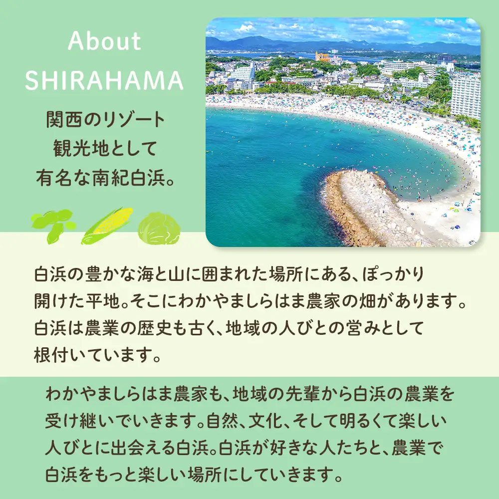 しらはまソラポタ 6袋 セットわかやましらはま農家 特製 ポタージュスープ