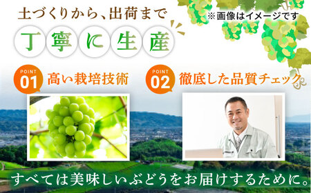 【2回定期便】シャインマスカット2回定期便 広川町 / JAふくおか八女農産物直売所どろや[AFAB092]