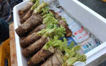 山菜の王様 鏡石の自然の恵み タラの芽 約400g（約50g×8） 山菜 野菜 食品 F6Q-469