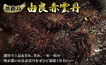先行予約 淡路島 由良 赤雲丹 70g×2枚 ミョウバン不使用 赤うに 赤ウニ うに ウニ 雲丹 生うに 生ウニ 生雲丹 魚介 海鮮 海の幸 おつまみ つまみ ごはんのお供 酒の肴 洲本市 お届け：2026年8月初旬～9月下旬