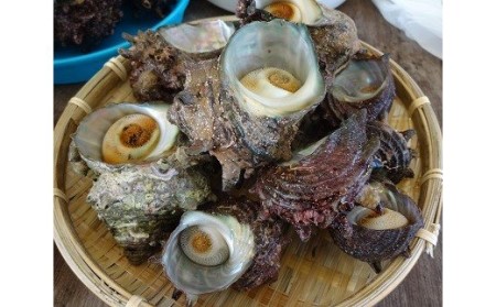 【2026年7月中旬～8月発送】福津市津屋崎漁港　天然活さざえ　約1.5kg [H0038]