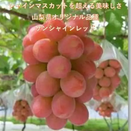 【2026年発送】超希少　牧丘天空の丘ブランド「シャインマスカットファミリーバラエティーセット」【配送不可地域：離島】【1708288】