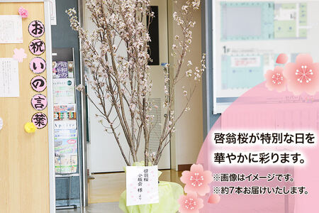 《予約受付》啓翁桜 約80cm×約7本 [さくら 桜 サクラ 花 桜のお花 フラワーギフト 花ギフト プレゼント モダン おしゃれ お正月飾り 正月桜 秋田県 小坂町 啓翁桜小坂会]