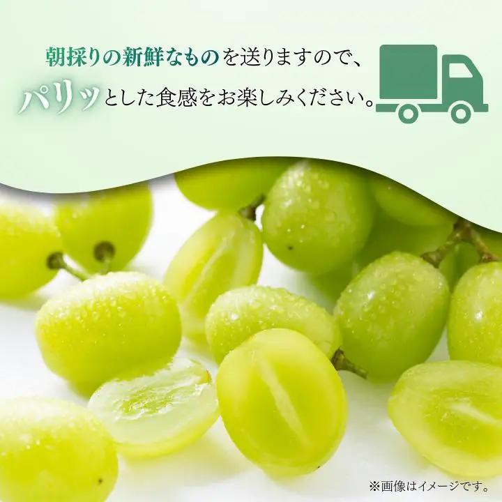 シャインマスカット　1.2kg（2～3房）ぶどう ブドウ 葡萄 シャインマスカット 果物 くだもの フルーツ 1.2kg カクタファーム 朝採り 産地直送 産直 期間限定 千葉県 匝瑳市