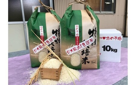 036-1254x3 ジオ蔵出し色選米 特別栽培米 10kg (5kg×2袋) 令和7年産 大分県 豊後大野市産 大分県選択銘柄登録品種 「恋の予感」 米 精米