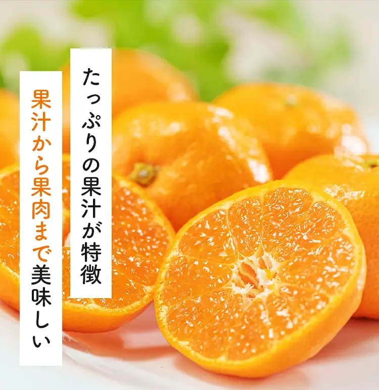 【11月発送】 ＼先行予約／ 有田 育ちの完熟 有田 みかん 家庭用 2.2kg(2kg+200g) / 有田みかん 柑橘 甘い フルーツ 果物 産地直送 和歌山 ※北海道・沖縄・その他離島地域は発送不可【ard004-c-2d2-11A】