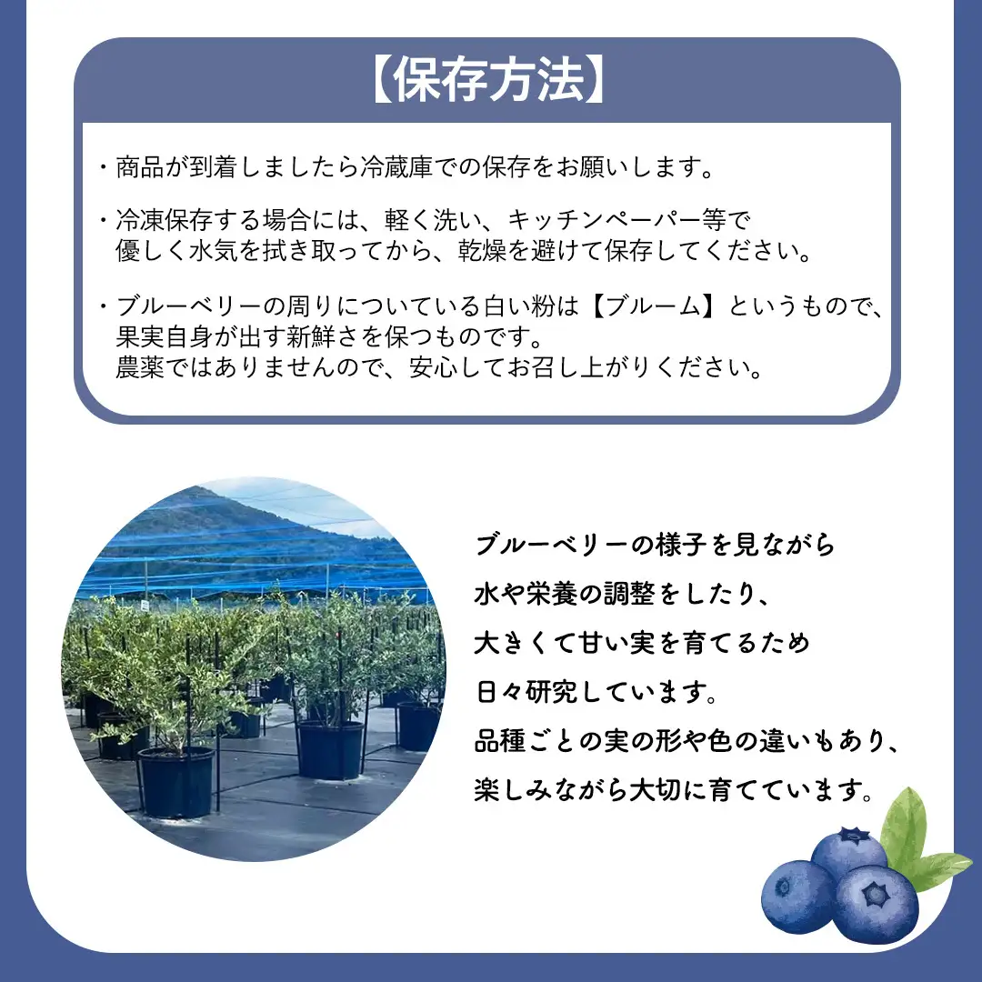 夏野菜 と ブルーベリー の おまかせBOX 計 約2kg ｜ 野菜 果実 果物 おまかせ 旬 新鮮 大容量 くだもの フルーツ おやつ ブルーベリー ベリー ジャム 小分け セット 詰め合わせ 詰合せ 夏バテ [DZ019sa]
