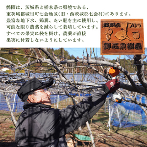 ＜農家直送＞梨 にっこり 4～6個 (3kg) 先行予約 2026年発送 完熟 フルーツ 果物 産地直送 糖度 高い 梨 茨城 人気  (BB006)
