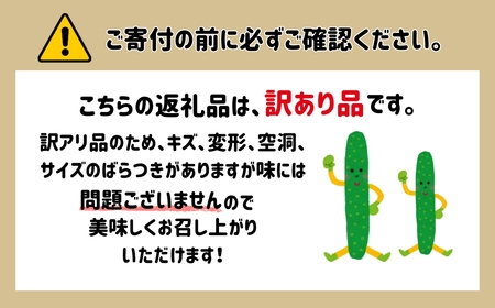 四川きゅうり 5kg (訳アリ) 野菜 ギフト | 石川県 小松市 本田農園