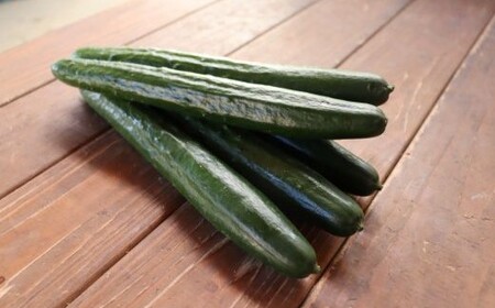 四万十市産 きゅうり 10kg 朝採れ 新鮮 野菜 やさい 高知県産 国産 胡瓜 キュウリ みずみずしい 産地直送 お取り寄せ 旬 ハウス栽培 農家直送 高知県 高知 四万十市 四万十 しまんと【発送時期：11月中旬～4月下旬】26-0032