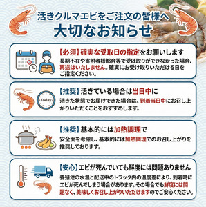 【指定日必須】 活き車海老 500g 約13尾～18尾 クルマエビ