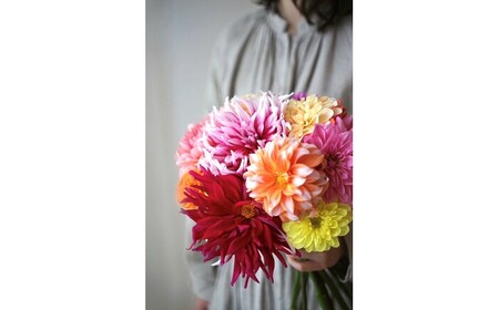 【3回定期便】ダリア花束初回花瓶付き / ダリア お花 フラワー 大輪 花束 定期便 高知 生花 誕生日 ギフト 季節の花 延命剤付き インテリア 華やか 自分へのご褒美【株式会社tomoni】[ATCG050]