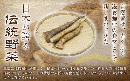 自然薯 1kg (2～3本) 2026年12月中旬以降発送 野菜 じねんじょ 自然薯 とろろ [A-22202]