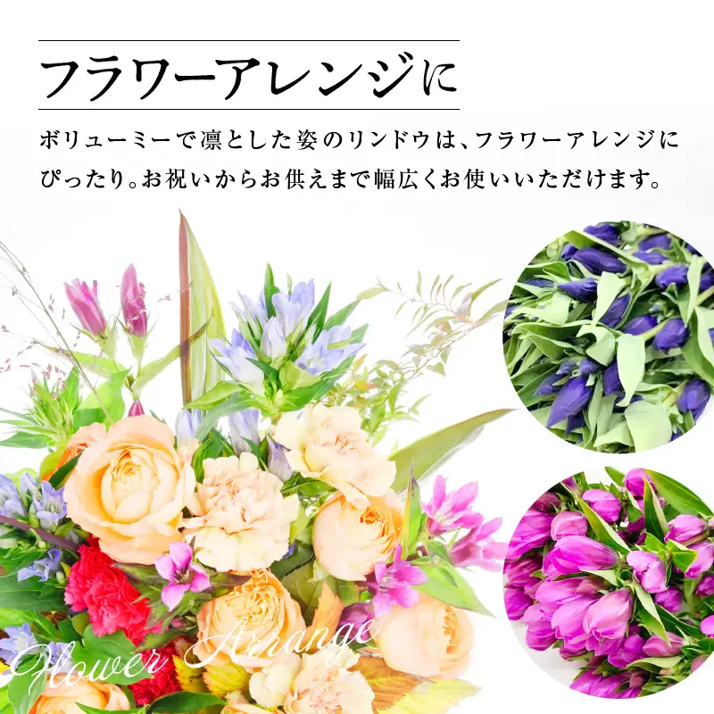 【先行予約】 りんどう 青系 1束 10本入り 花 生花 切花