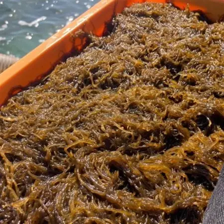 【海産物きむらや】沖縄県伊平屋島産の味付もずく24パック(1ヶ:60g×3パック)×8ヶ【配送不可地域：離島】【1713328】