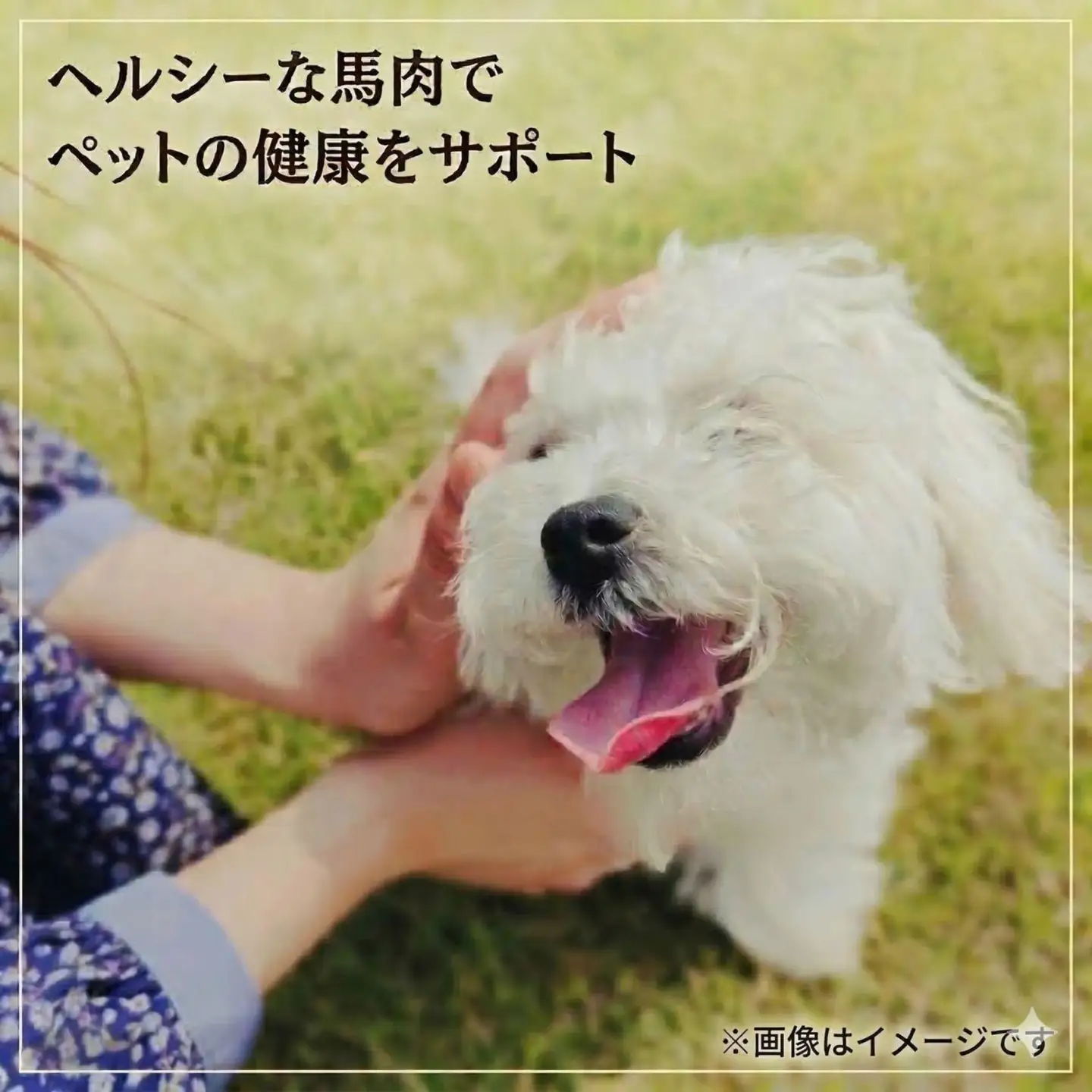 ペットフード 【馬肉切落し】 冷凍・真空包装(250ｇ×8パック)