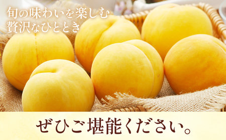 岡山県産 黄金桃 6玉 ホーティカルチャー神島【配送不可地域あり】