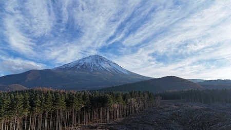 富士山の森づくり植樹代行(1本) NSAP001-a