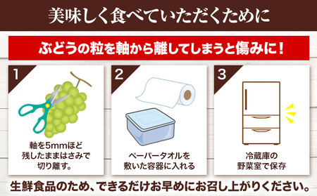【先行予約】岡山県産 つる付き シャインマスカット 2房 (580g以上) 加温栽培 有限会社ホーティカルチャー神島《7月中旬-8月上旬頃出荷》岡山県 浅口市 マスカット ぶどう 葡萄 果物【配送不可地域あり】