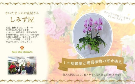 ミニ胡蝶蘭と観葉植物の寄せ植え　【11100-0962】