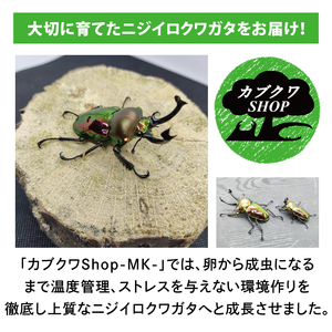 ニジイロクワガタ オスメス ペア飼育セット（オス:60ミリup / メス:フリー）【クワガタ クワガタムシ 昆虫 虫 国産 飼育 セット 夏休み 自由研究 鹿嶋市 茨城県】（KBY-13）