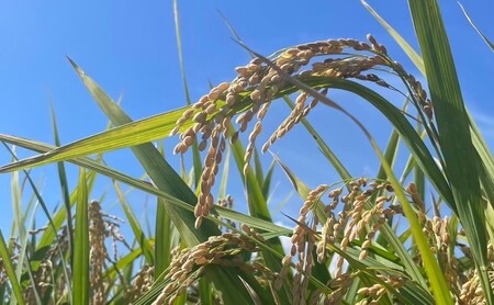 定期便3ヶ月 米 5kg 令和7年度産米 ひのひかり 筑後小郡産 農家直送 3回 お米 コメ お楽しみ