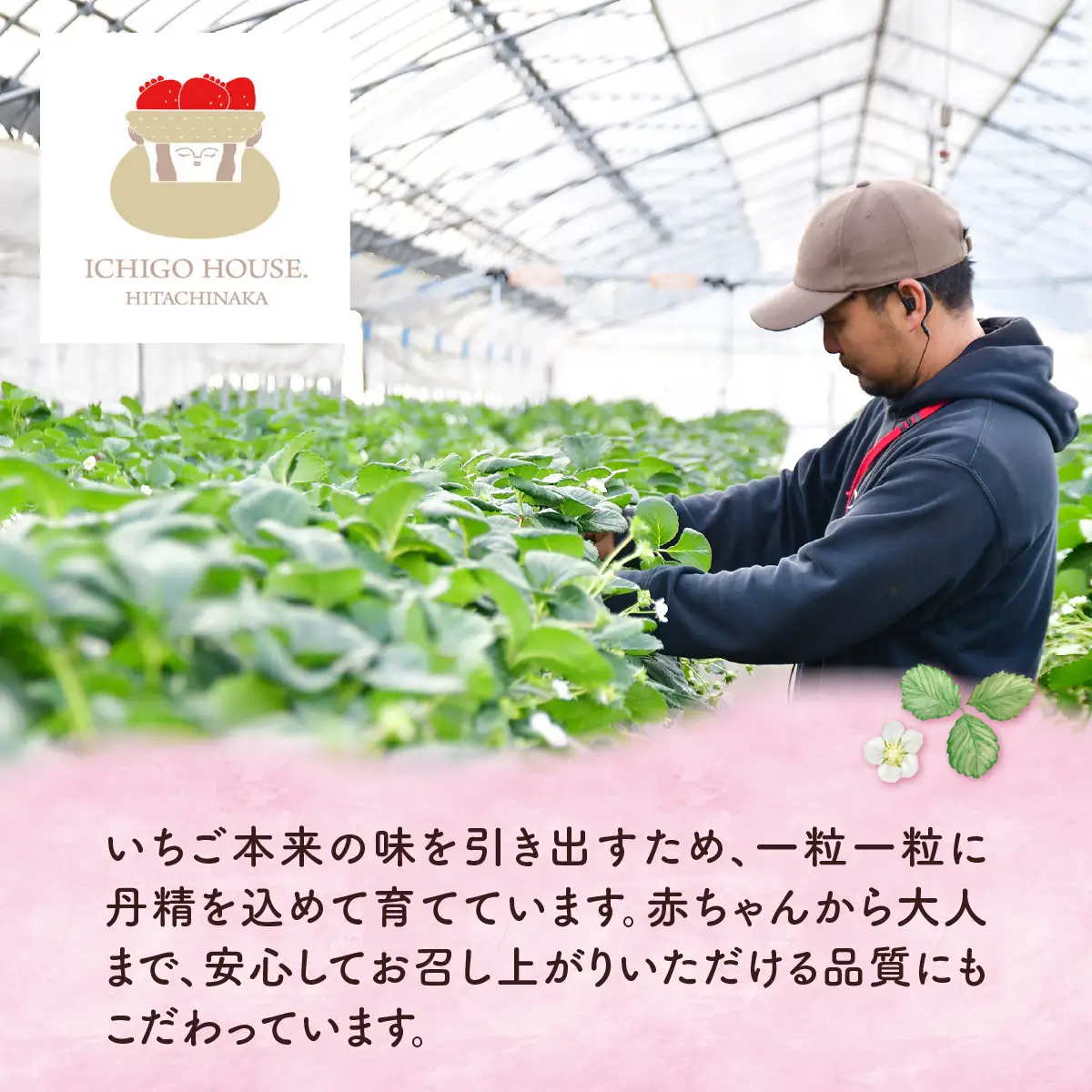完熟いちごの冷凍1kgパウチ ヘタなし【配送不可地域：離島】【1710059】
