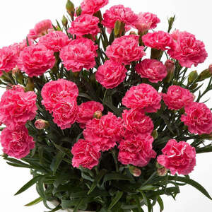 【母の日】 カーネーション ピンク かご・ラッピングなし 母の日 2026年5月より順次発送