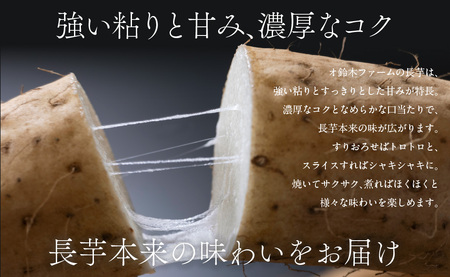 長芋 3kg ABBX001