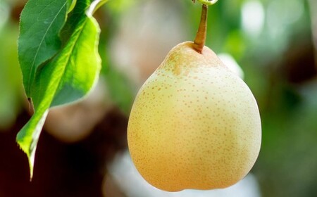 鴨梨（ヤーリー）2玉 贈答箱 梨 ナシ なし 【2026年11月下旬～12月下旬発送予定】