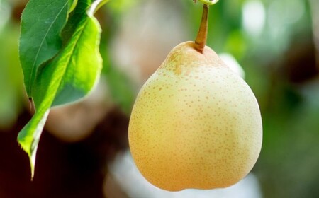 備前乙女梨 3～4玉 合計約2kg 梨 ナシ なし 鴨梨 ヤーリー 【2026年11月下旬～12月下旬発送予定】