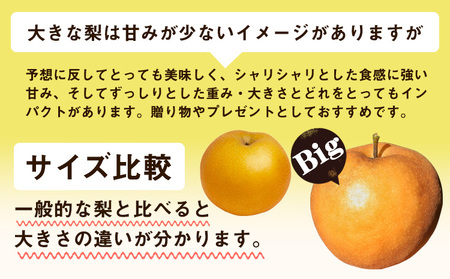 岡山県産 あたご梨 約4kg（3-6玉） 有限会社ホーティカルチャー神島《11月中旬-12月中旬頃出荷》岡山県 浅口市 なし 梨 果物 【配送不可地域あり】