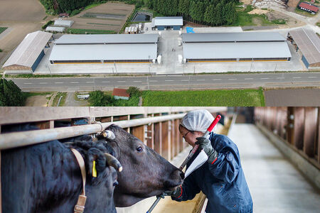 令和7年産 ミルキークイーン（精米）10kg（5kg×2袋）白米 こめ お米 秋田県 男鹿市 大進農場