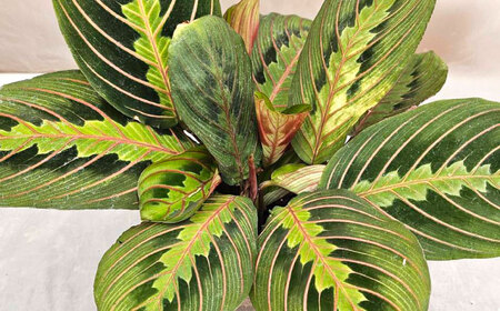 観葉植物 マランタレウコネウラ 鉢植え 大村市 エコグリーンヒガシ/マランタ 室内植物 鉢付き 植物 インテリア おしゃれ プレゼント ギフト[ACAL009]