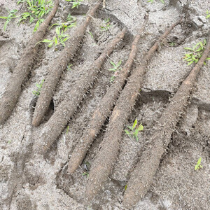 981.【訳あり】砂丘ながいも　1kg《検索用ワード:長芋・とりたて・とろろ・ねばり・山芋》